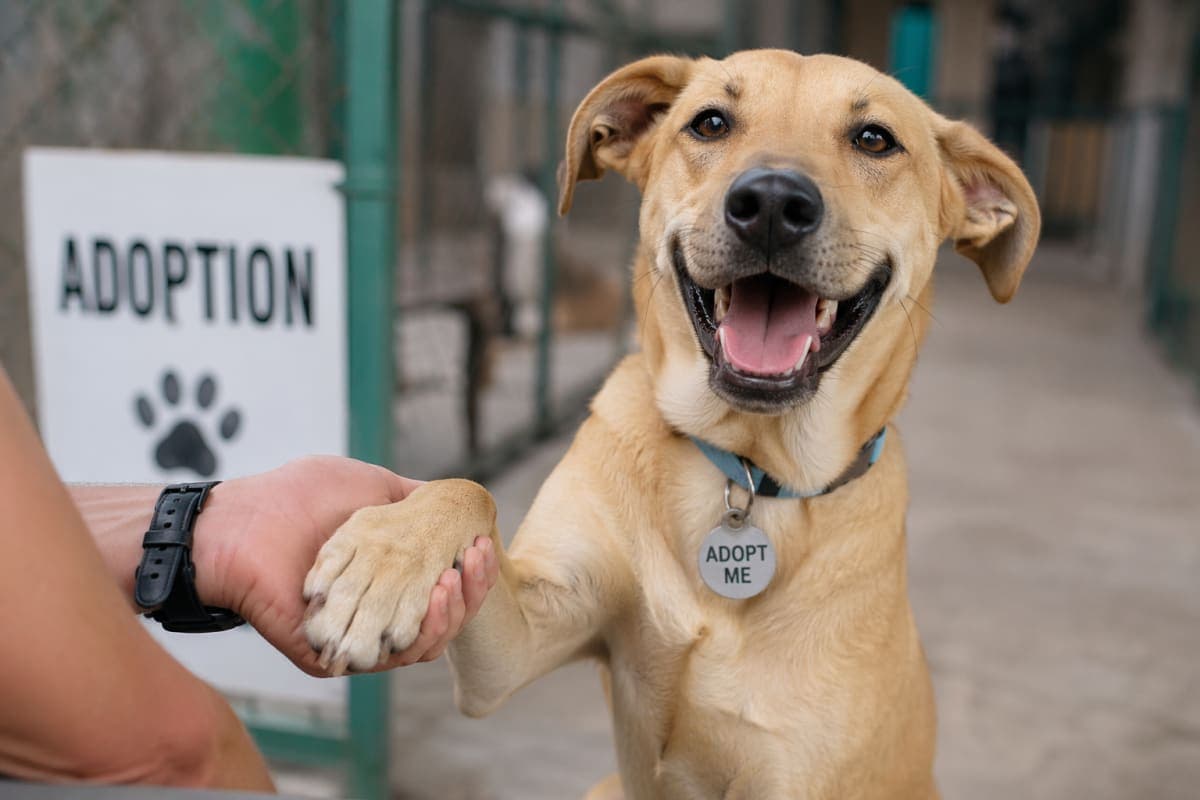 Lo bueno de adoptar un perrito 🐶