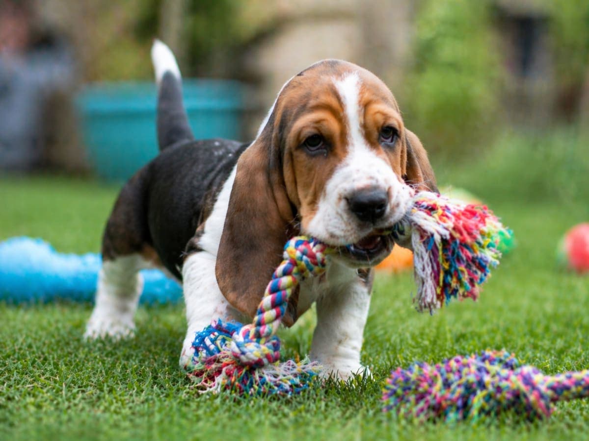 Basset Hound: 6 Reasons Why This Breed Wins Every Home