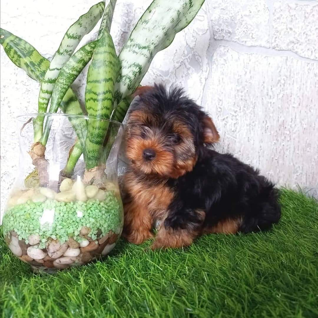 Chiquitin — Yorkshire terrier