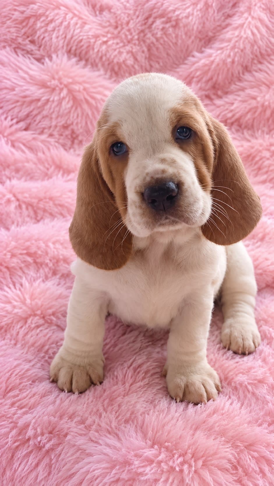 Estrella — Basset Hound