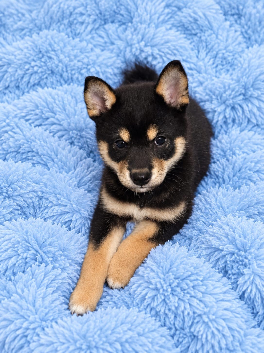 Baldur — Shiba Inu