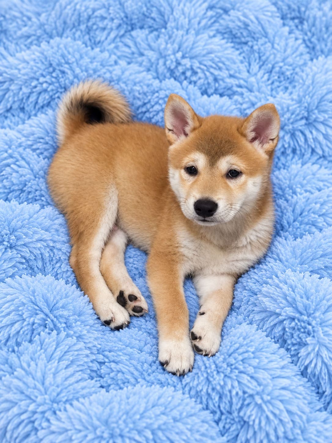 Rex — Shiba Inu