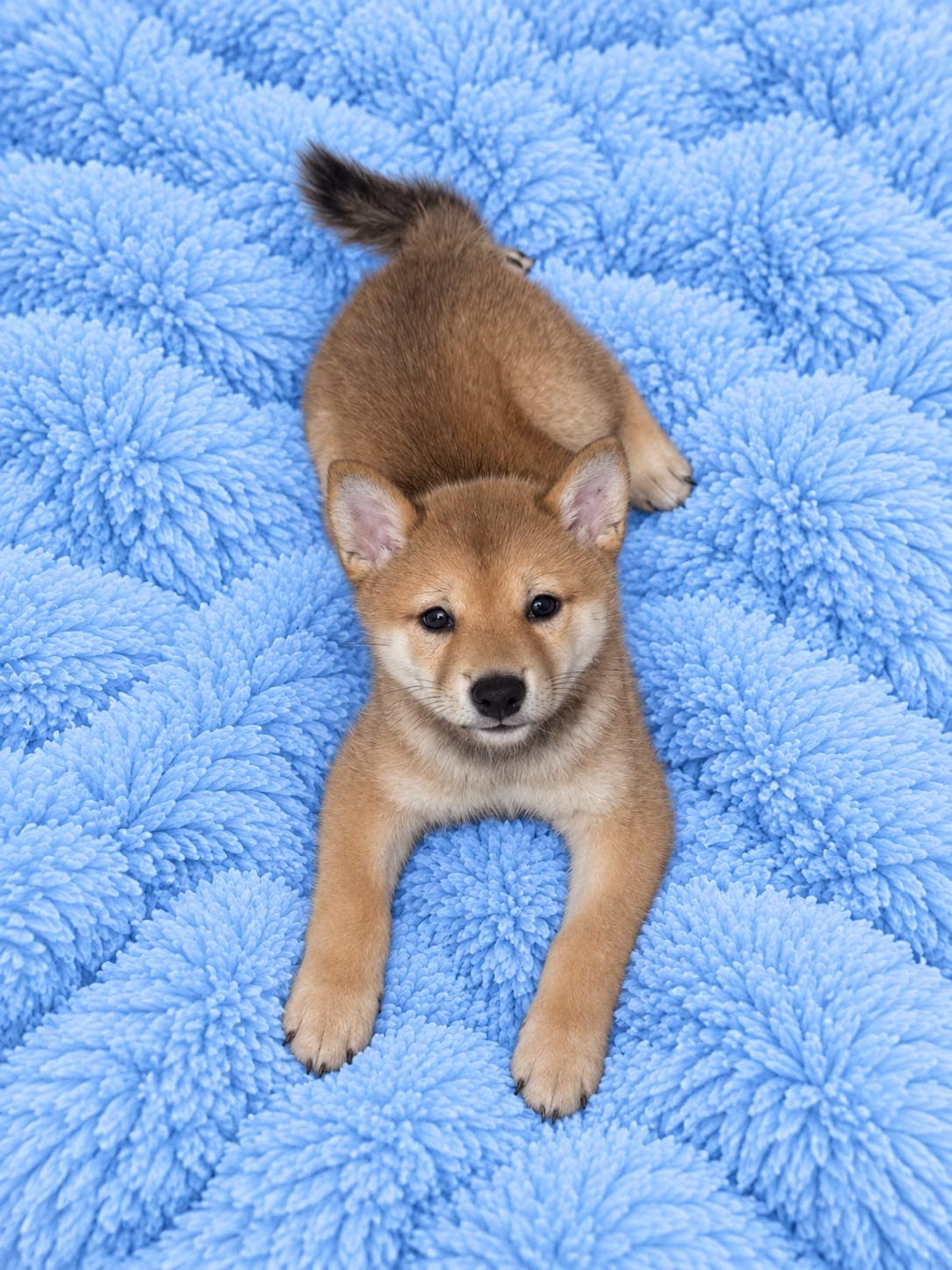 Rufi — Shiba Inu